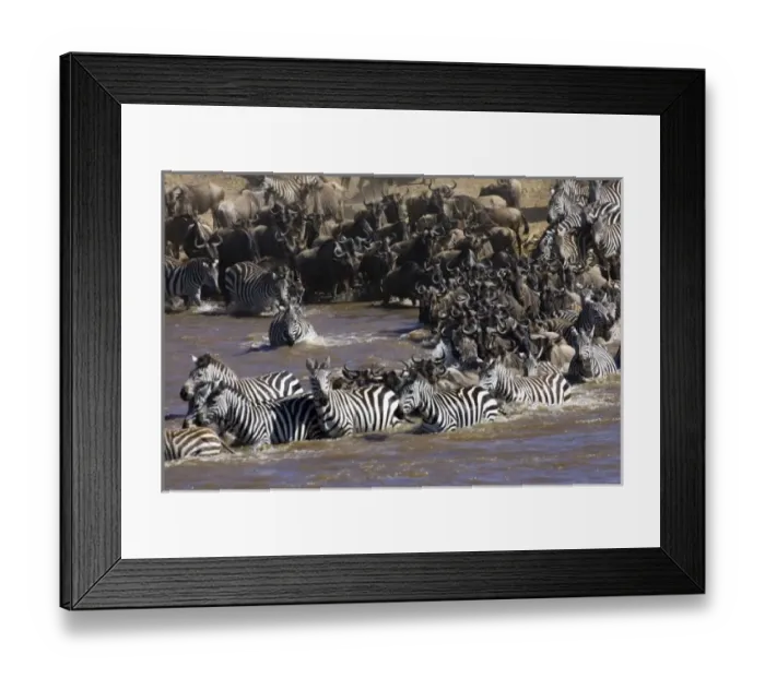 Framed Print : Plains Zebra (Equus quagga) and Blue Wildebeest (Connochaetes taurinus) herd crossing river Framed Print : Plains Zebra (Equus quagga) and Blue Wildebeest (Connochaetes taurinus) herd crossing river