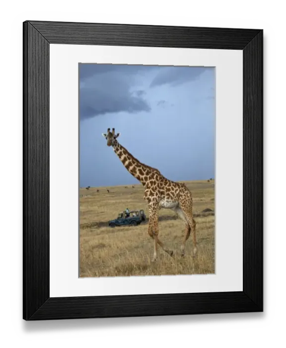 Framed Print : Game drive safari Framed Print : Game drive safari
