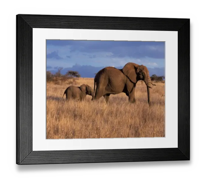 Framed Print : AFRICA, Kenya, Lewa Downs African Elephant - Loxodonta africana