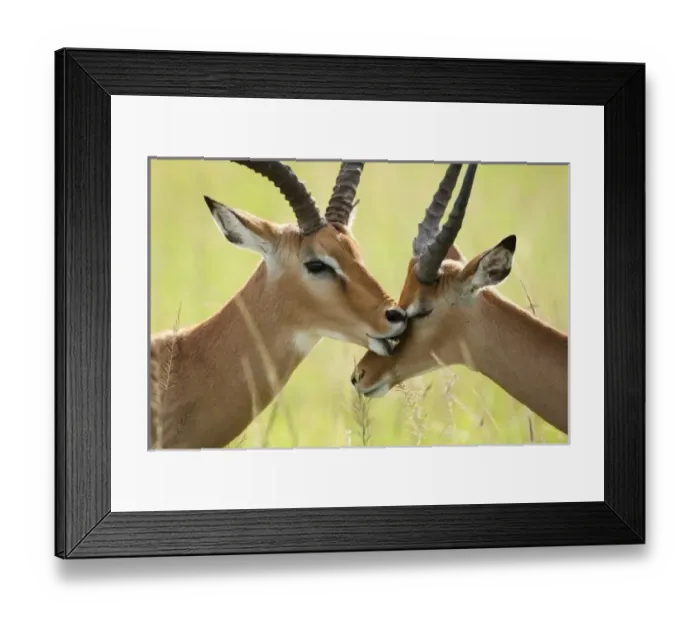 Framed Print : Africa, Kenya Framed Print : Africa, Kenya