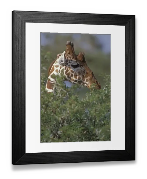 Framed Print : Kenya, Samburu National Park. A reticulated giraffe browsing on an Acacia tree. Credit as Framed Print : Kenya, Samburu National Park. A reticulated giraffe browsing on an Acacia tree. Credit as