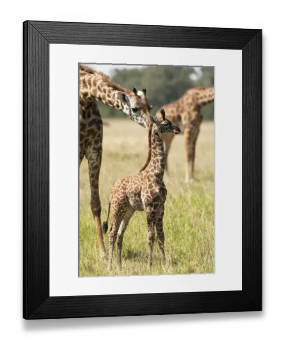 Framed Print : Africa, Kenya Framed Print : Africa, Kenya