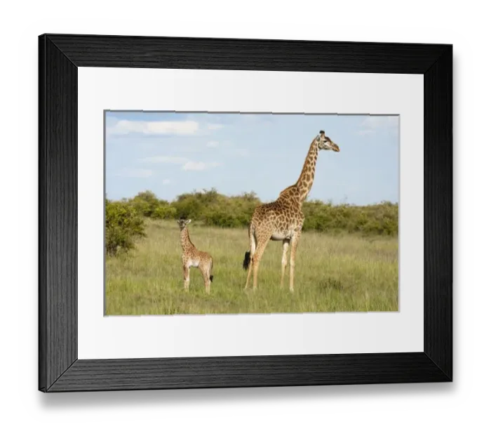 Framed Print : Africa, Kenya Framed Print : Africa, Kenya