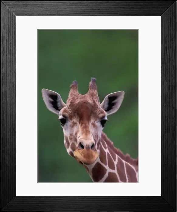 Framed Print : Africa, Kenya, Impala Ranch. Reticulated Giraffe