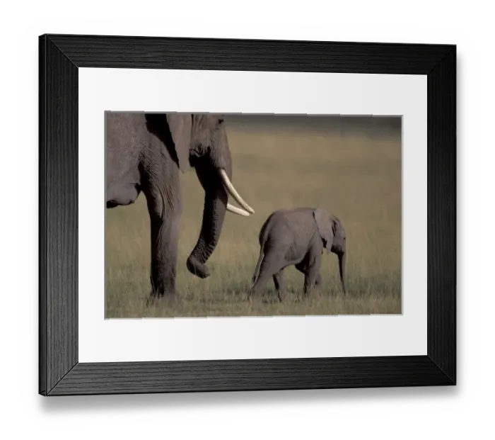 Framed Print : Africa, Kenya, Amboseli National Park. African Elephant Framed Print : Africa, Kenya, Amboseli National Park. African Elephant