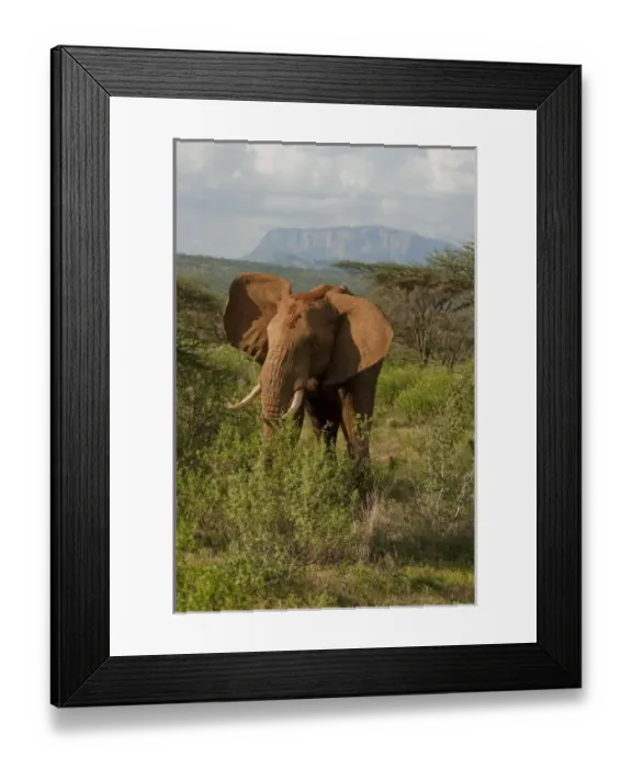 Framed Print : African Elephant, Loxodonta africana, in Samburu GR, Kenya Framed Print : African Elephant, Loxodonta africana, in Samburu GR, Kenya