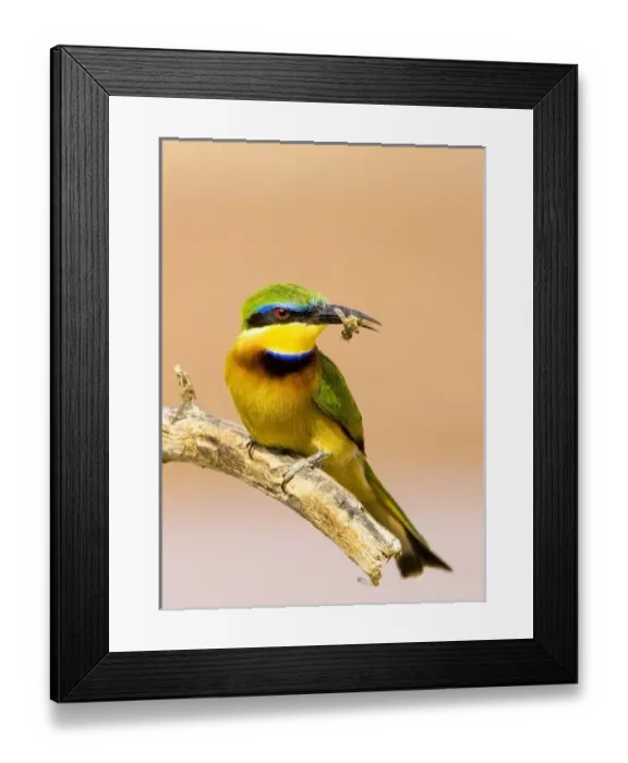Framed Print : Kenya. Close-up Framed Print : Kenya. Close-up