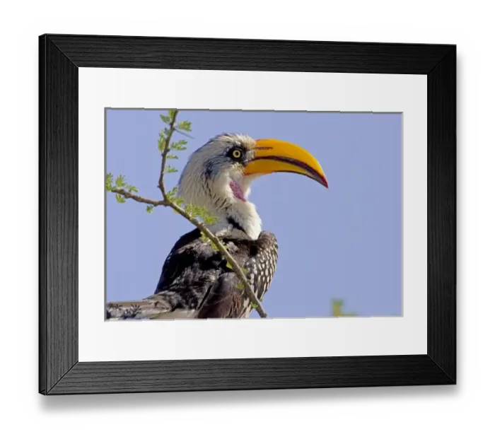 Framed Print : Kenya. Profile