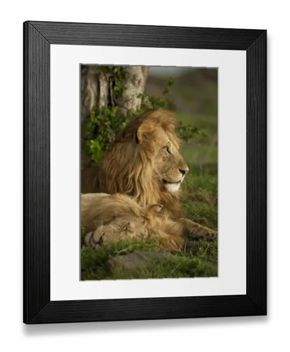 Framed Print : Lion, Panthera leo, Lower Mara, Masai Mara GR, Kenya Framed Print : Lion, Panthera leo, Lower Mara, Masai Mara GR, Kenya