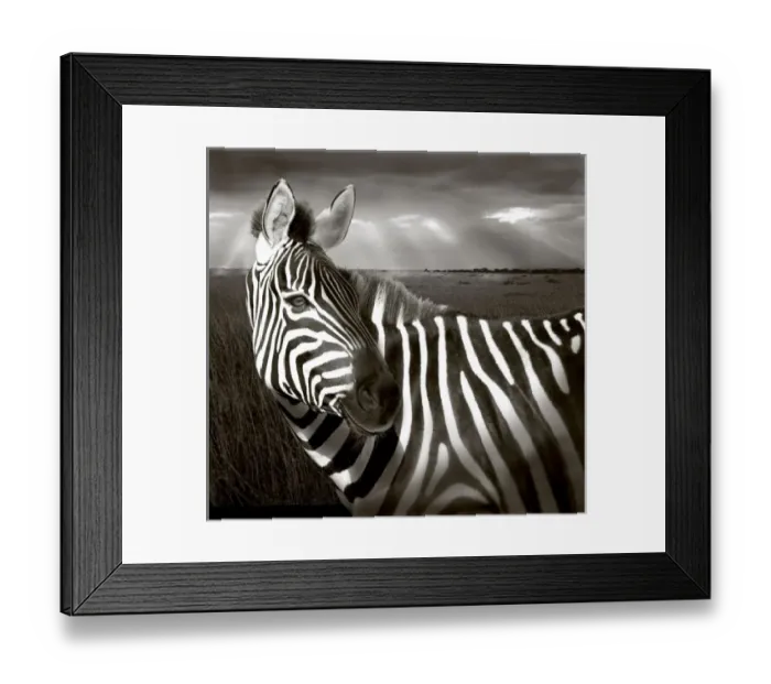Framed Print : Africa, Kenya. Black & white of zebra and plain. (Digital Manipulation) Credit as