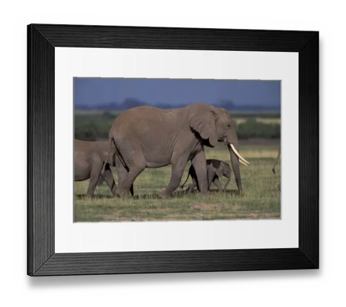 Framed Print : Africa, Kenya, Amboseli National Park. African Elephant