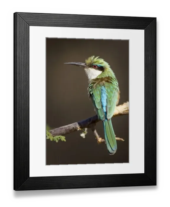 Framed Print : Kenya. Somali bee-eater bird on limb. Credit as: Joanne Williams / Jaynes Gallery Framed Print : Kenya. Somali bee-eater bird on limb. Credit as: Joanne Williams / Jaynes Gallery