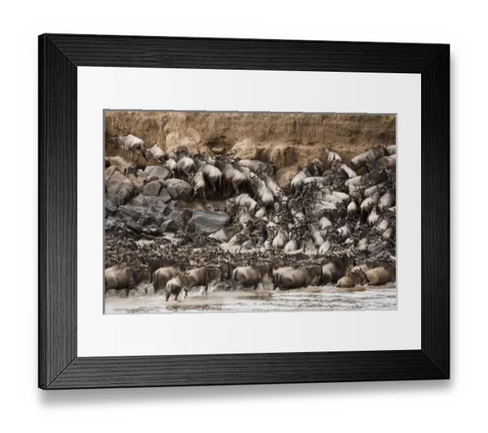 Framed Print : White-bearded Wildebeest or Gnu, Connochaetes taurinus, in the Masai Mara GR, Kenya Framed Print : White-bearded Wildebeest or Gnu, Connochaetes taurinus, in the Masai Mara GR, Kenya