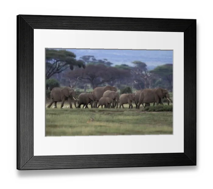 Framed Print : Africa, Kenya, Amboseli National Park. African Elephants Framed Print : Africa, Kenya, Amboseli National Park. African Elephants