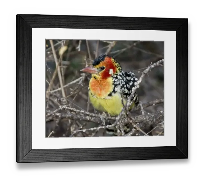 Framed Print : Africa, Kenya Framed Print : Africa, Kenya