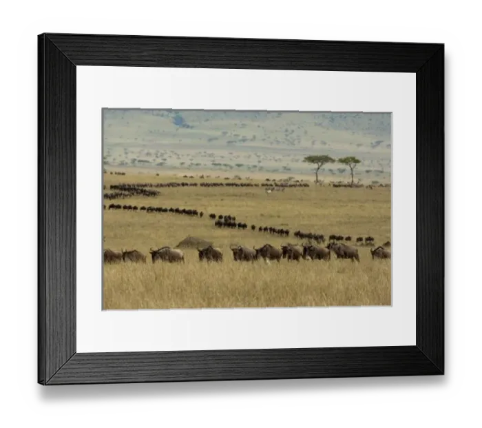 Framed Print : Africa, Kenya Framed Print : Africa, Kenya