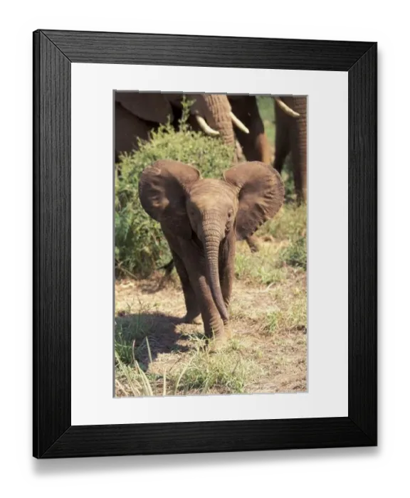 Framed Print : Africa, Kenya Framed Print : Africa, Kenya