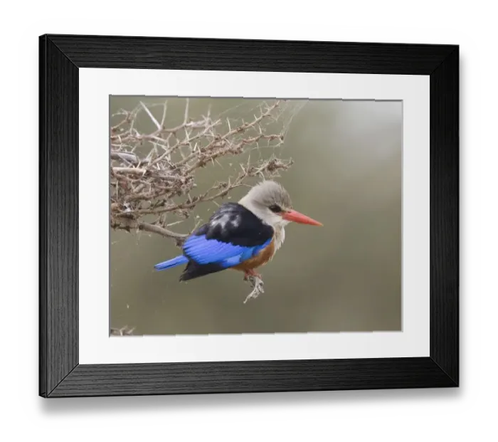 Framed Print : Kenya. Close-up Framed Print : Kenya. Close-up