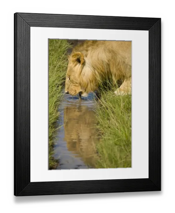 Framed Print : Lower Mara, Masai Framed Print : Lower Mara, Masai
