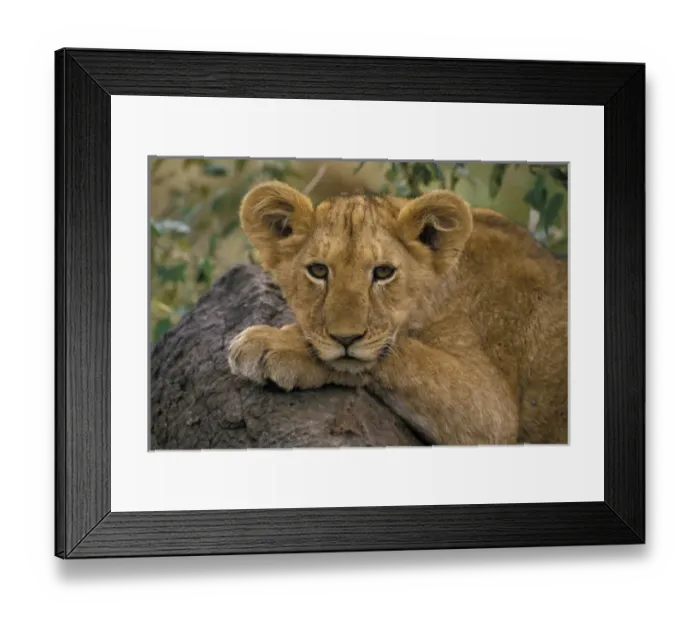 Framed Print : Africa, Kenya. Portrait of a lion