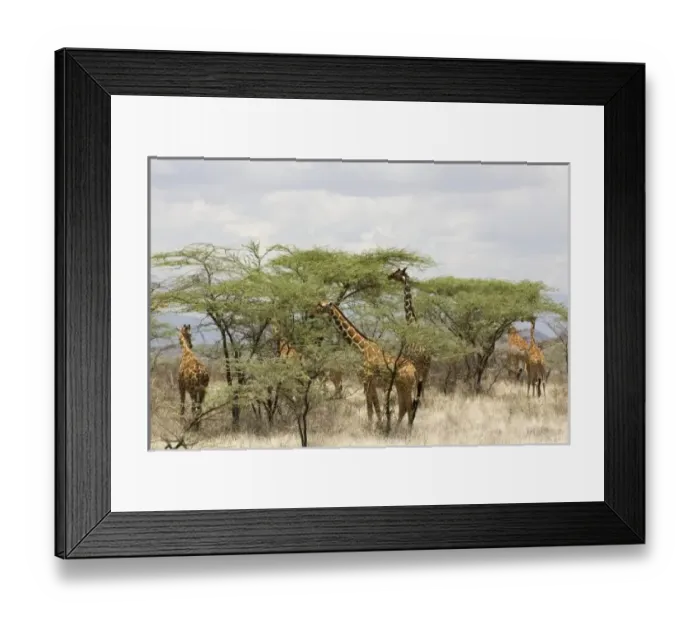 Framed Print : Kenya, Samburu Framed Print : Kenya, Samburu