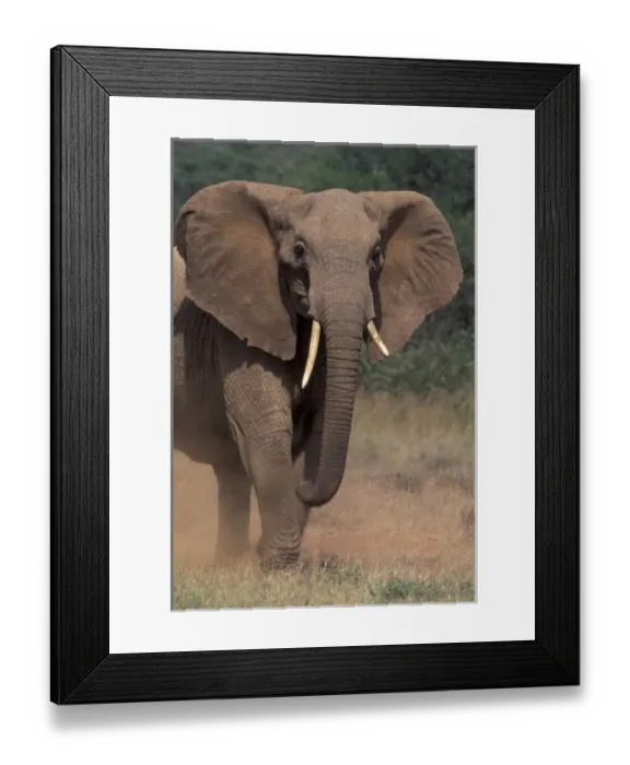 Framed Print : Africa, Kenya Framed Print : Africa, Kenya