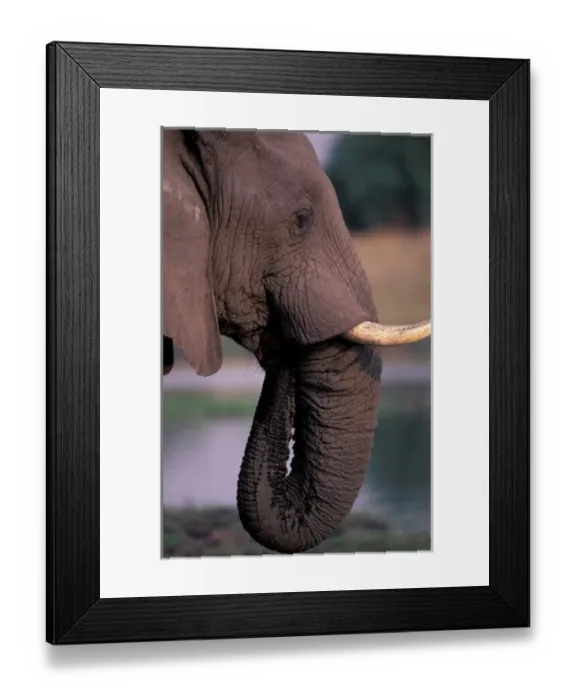 Framed Print : Africa, Botswana. Elephant (Loxodanta Africana) Framed Print : Africa, Botswana. Elephant (Loxodanta Africana)