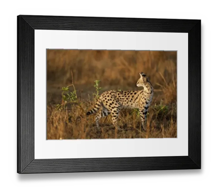 Framed Print : Upper Mara, Masai Mara Game Reserve, Kenya, Serval, Leptailurus serval, hunting in