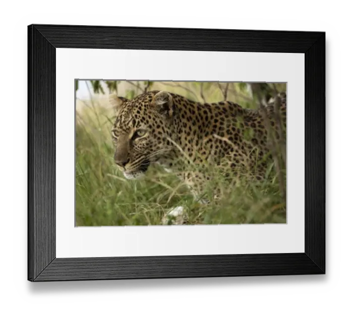 Framed Print : Kenya, Masai Mara