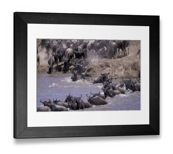 Framed Print : Africa, Kenya, Masai Mara National Park. Wildebeest in migration Framed Print : Africa, Kenya, Masai Mara National Park. Wildebeest in migration
