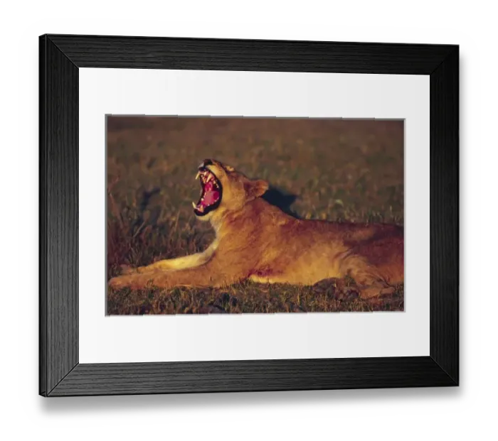 Framed Print : Africa, Botswana, Moremi Wildlife Reserve. Lioness (Panthera leo) yawning in early Framed Print : Africa, Botswana, Moremi Wildlife Reserve. Lioness (Panthera leo) yawning in early