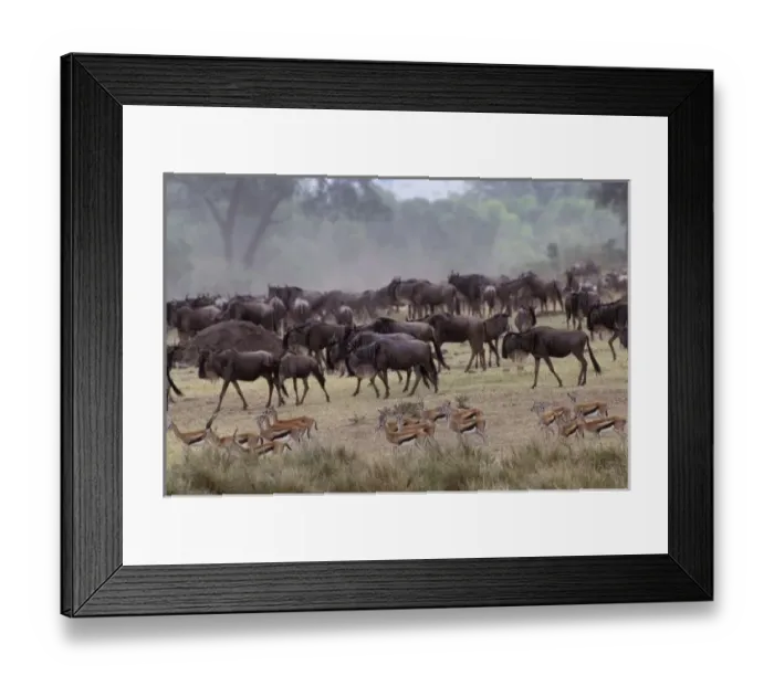 Framed Print : Africa, Kenya Framed Print : Africa, Kenya