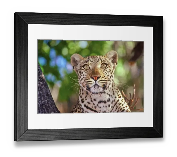 Framed Print : Africa, Botswana Framed Print : Africa, Botswana