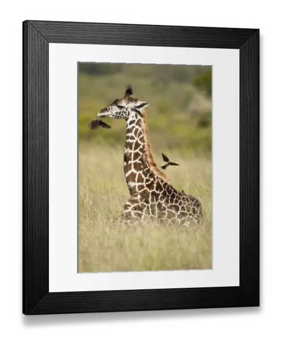 Framed Print : Africa, Kenya Framed Print : Africa, Kenya