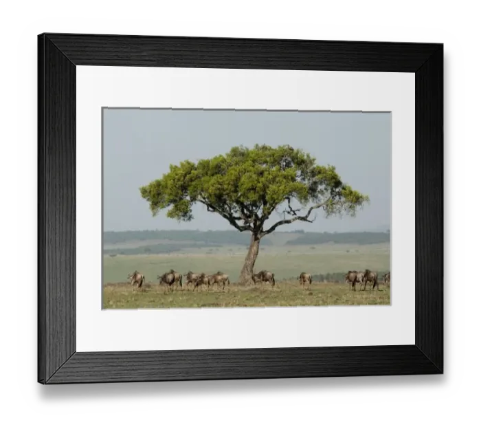 Framed Print : Kenya, No Water Framed Print : Kenya, No Water
