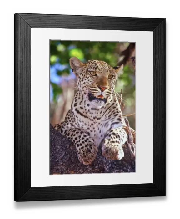 Framed Print : Africa, Botswana, Okvango Delta, wild leopard Framed Print : Africa, Botswana, Okvango Delta, wild leopard