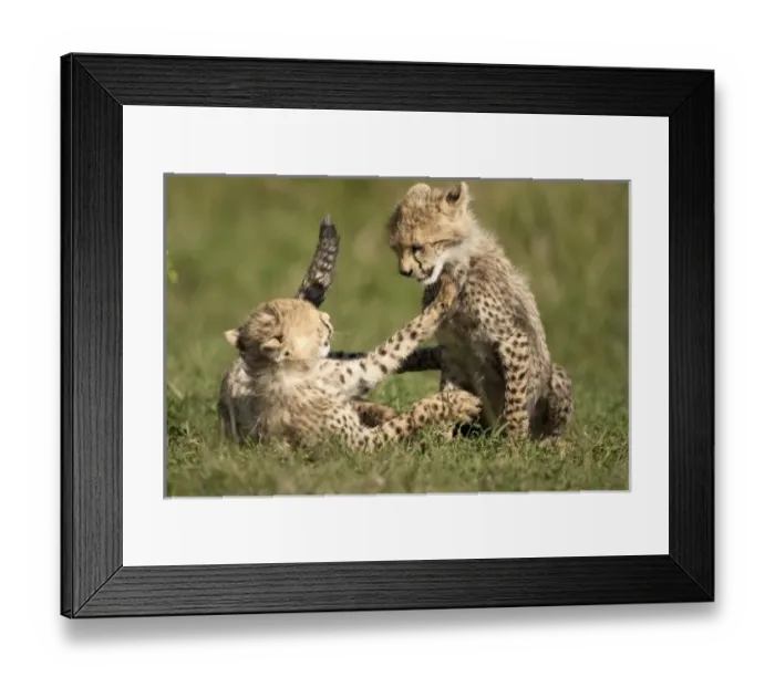 Framed Print : Cheetah, Acinonyx