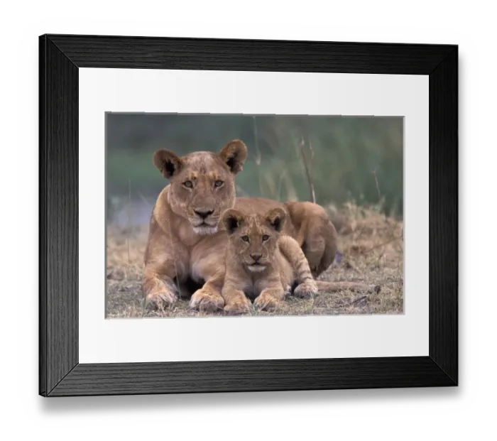 Framed Print : Africa, Botswana, Okavango Delta. Lions Framed Print : Africa, Botswana, Okavango Delta. Lions
