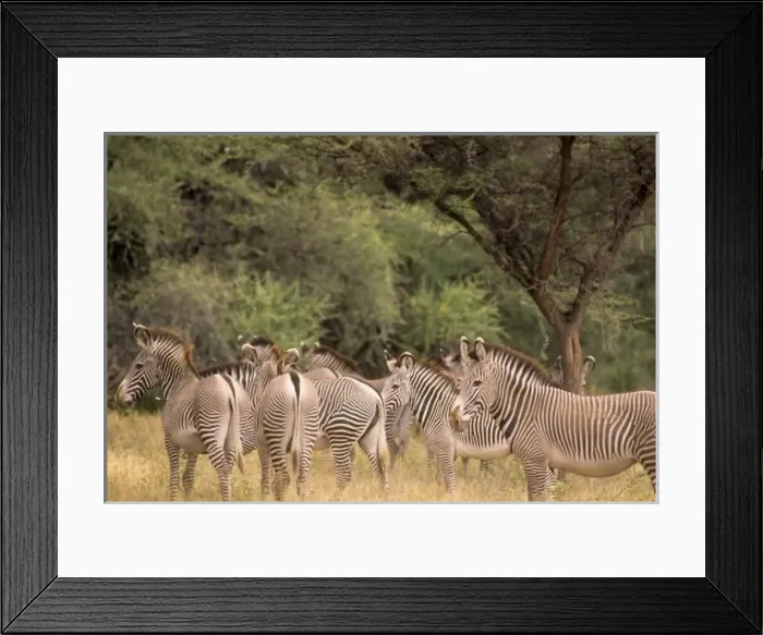 Framed Print : Kenya: Shaba National