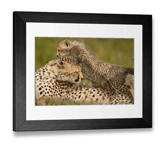 Framed Print : Cheetah, Acinonyx jubatus, with cub in the Masai Mara GR, Kenya Framed Print : Cheetah, Acinonyx jubatus, with cub in the Masai Mara GR, Kenya