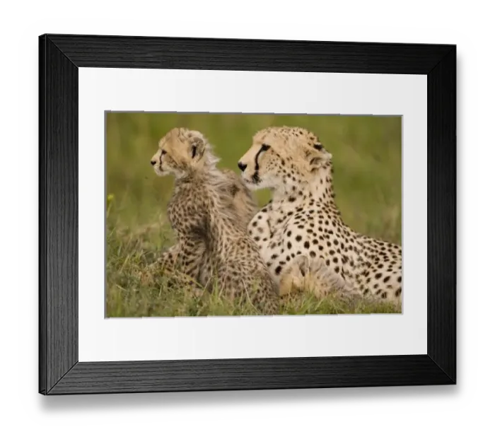 Framed Print : Cheetah, Acinonyx