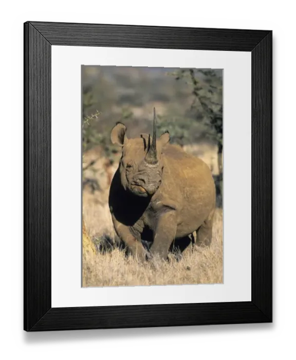 Framed Print : Black Rhinocerous Framed Print : Black Rhinocerous