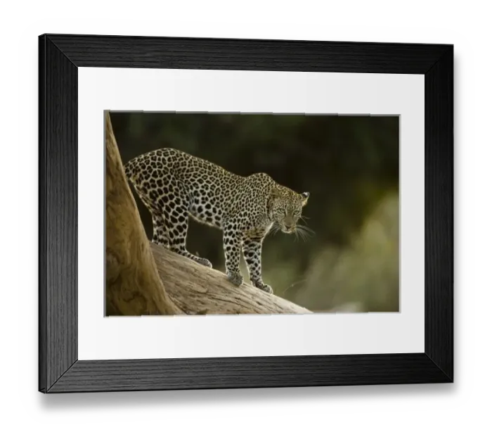 Framed Print : African Leopard