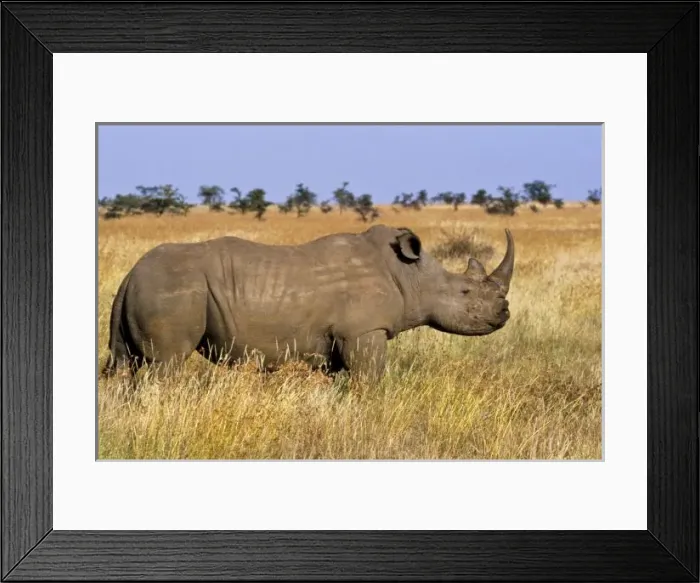 Framed Print : Kenya: Lewa Wildlife