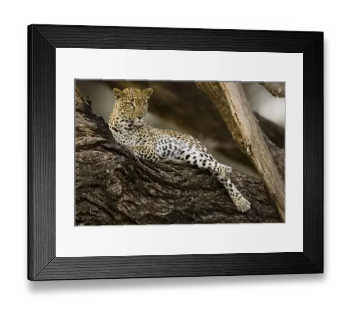 Framed Print : African Leopard