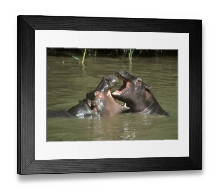 Framed Print : Hippopotamus, (H. amphibius), mother & young playing in water, Masai Mara Reserve, Kenya Framed Print : Hippopotamus, (H. amphibius), mother & young playing in water, Masai Mara Reserve, Kenya