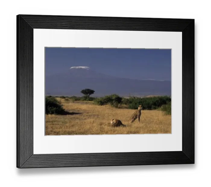 Framed Print : Kenya: Amboseli, two cheetahs ( Acinonyx jubatus ), lying in grass with Acacia tree