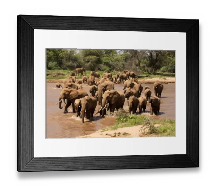 Framed Print : African Elephant