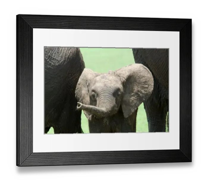 Framed Print : Kenya: Masai Mara Framed Print : Kenya: Masai Mara