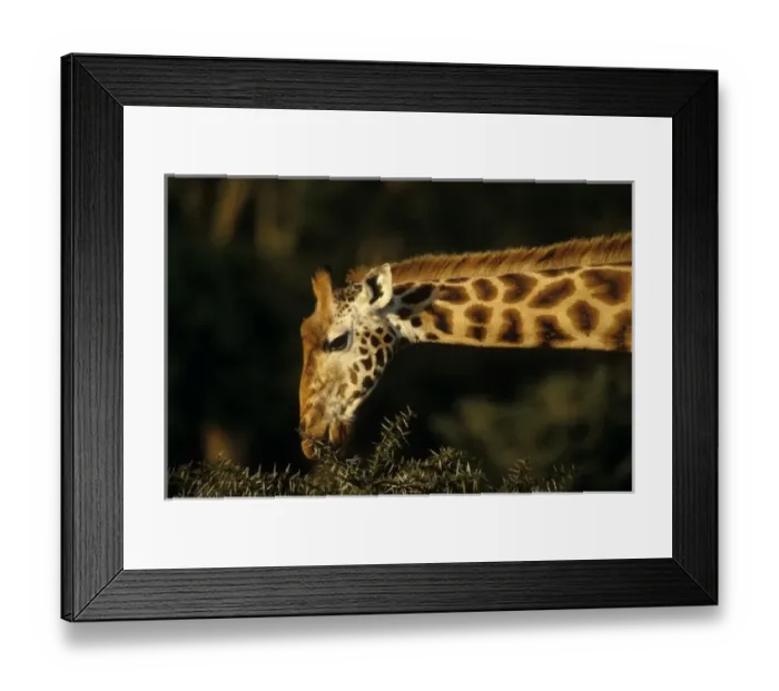 Framed Print : Kenya: Lake Nakuru